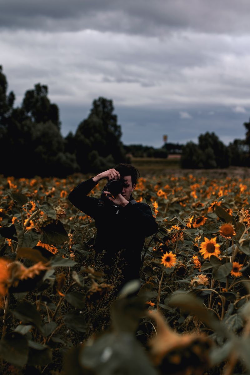 Bild aus der Reihe Sun. Flower. Sunflower.